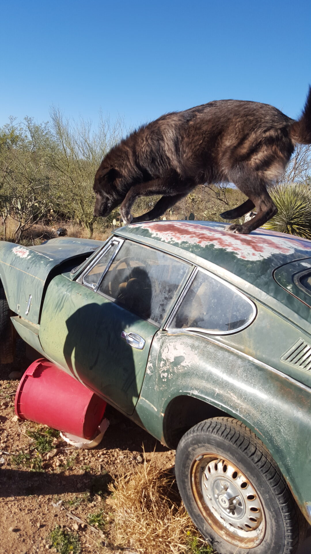 A dog standing on the hood of an old car.