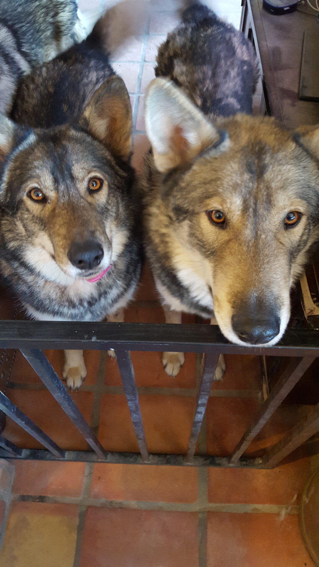 Two dogs are looking over a fence.