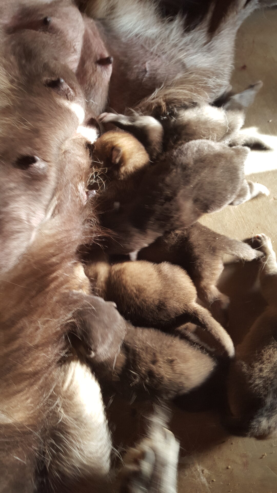 A bunch of baby animals are laying together