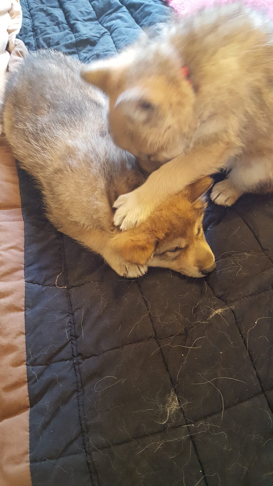 A dog laying on the ground with its head down.