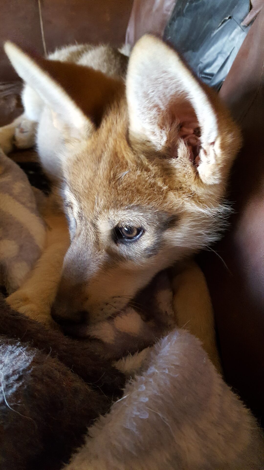 A dog laying on top of a blanket.