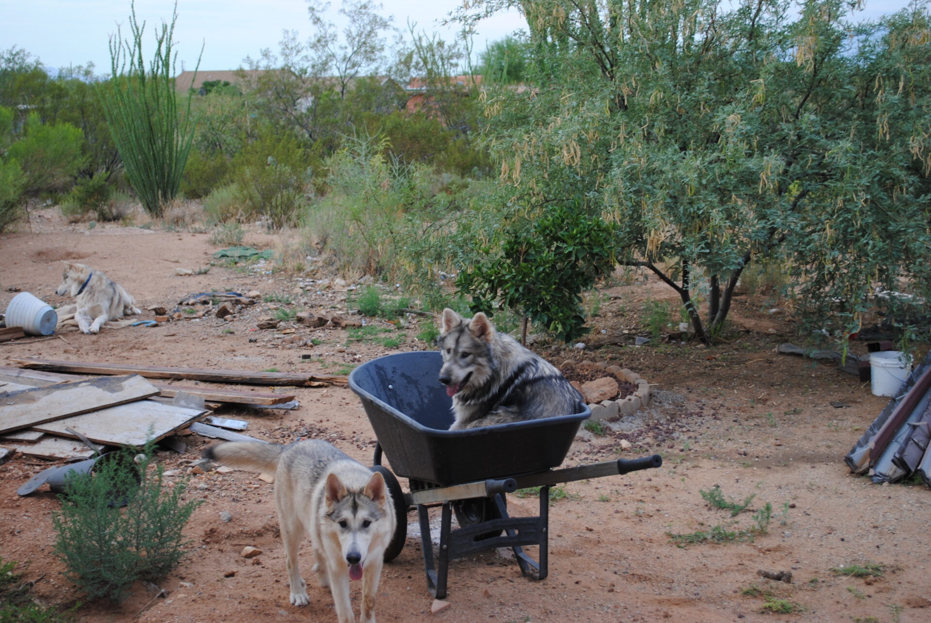 A dog and two dogs in a cart