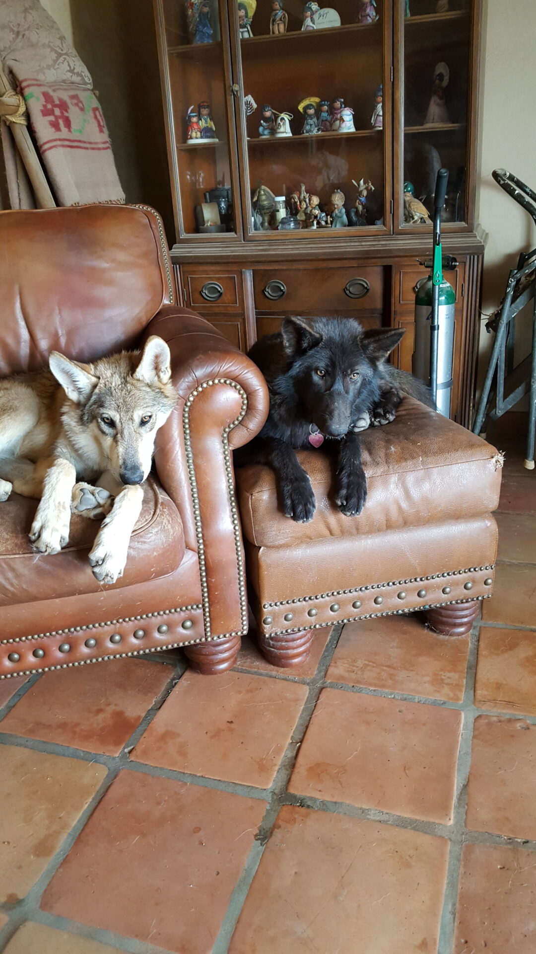 Two dogs sitting on a leather chair in the living room.