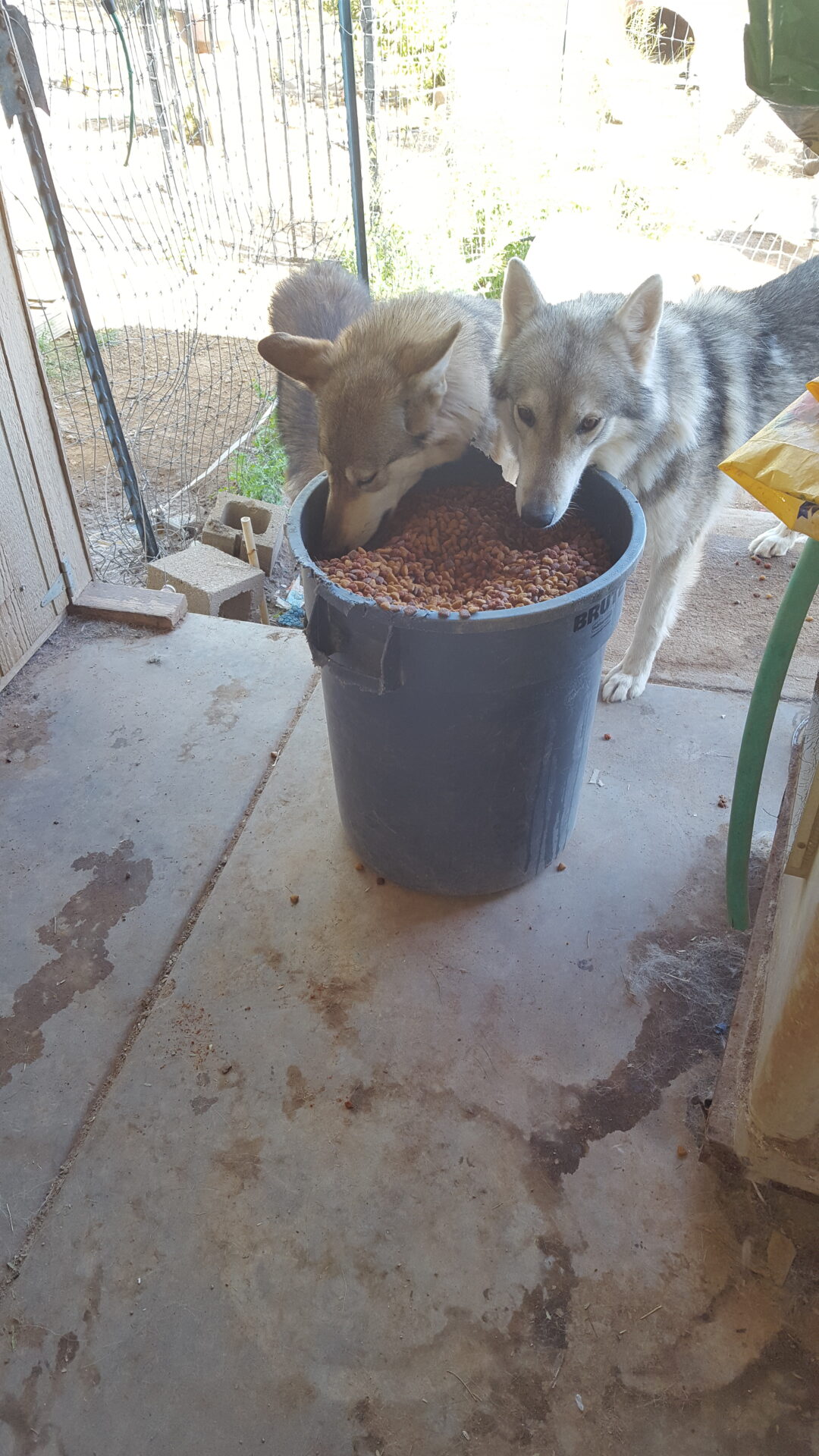 Two dogs are eating food out of a bucket.