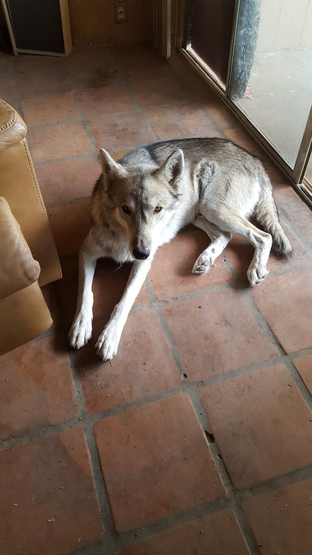 A dog laying on the floor in front of a chair.