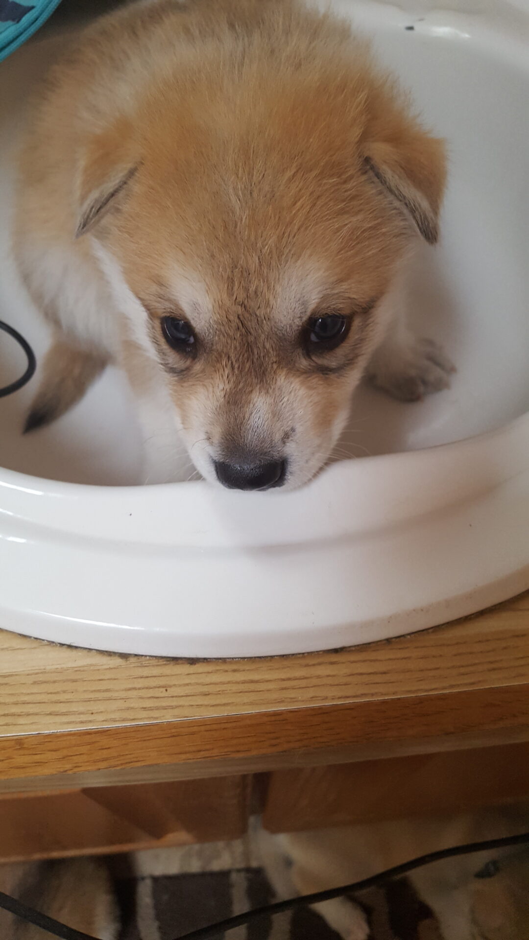 A puppy is sitting in the sink looking at the camera.