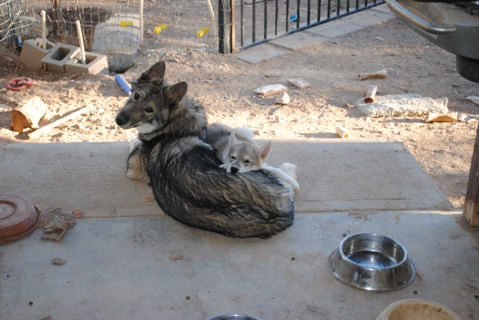 A dog laying on its back with another dog in it's lap.