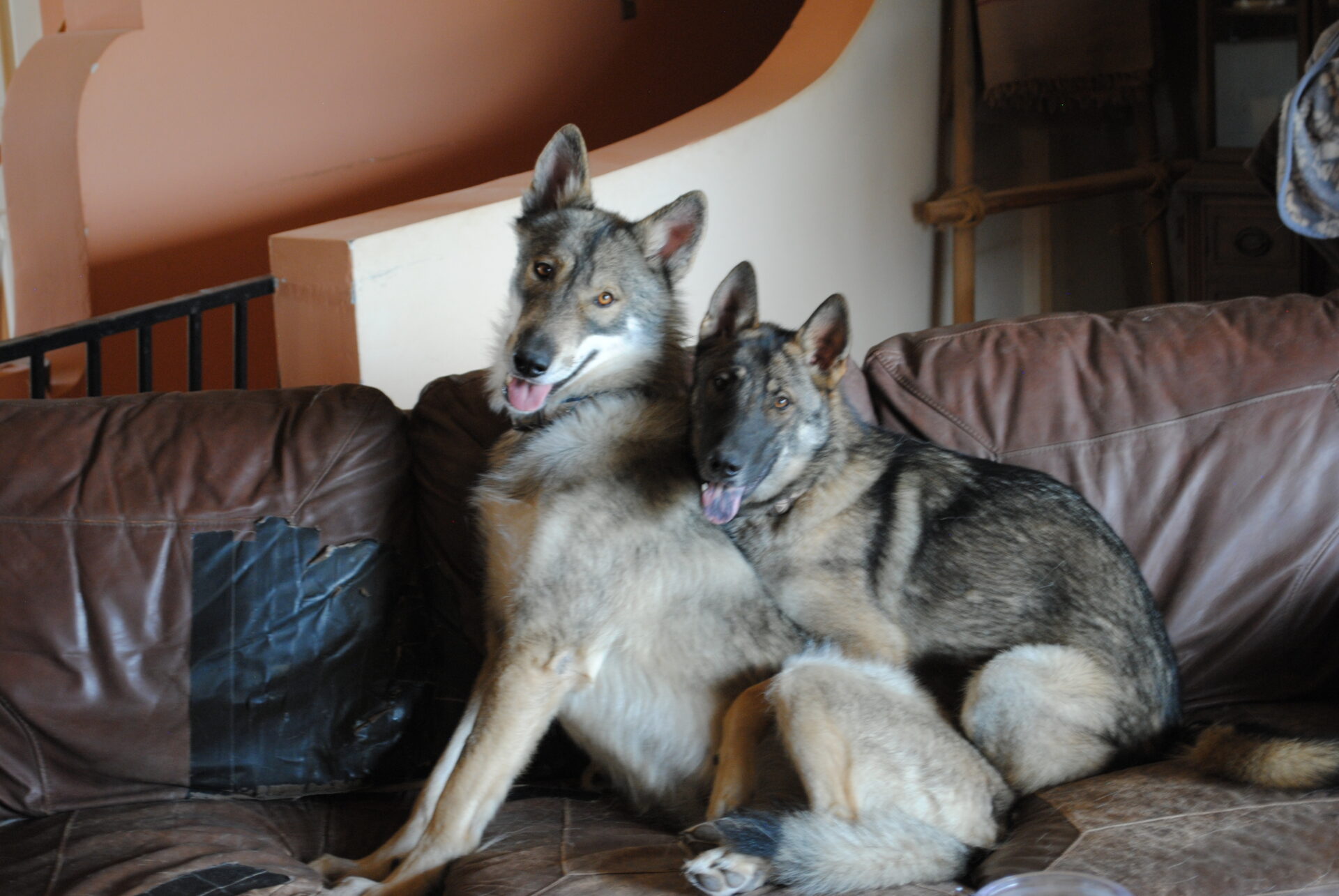 Two dogs sitting on a couch together.