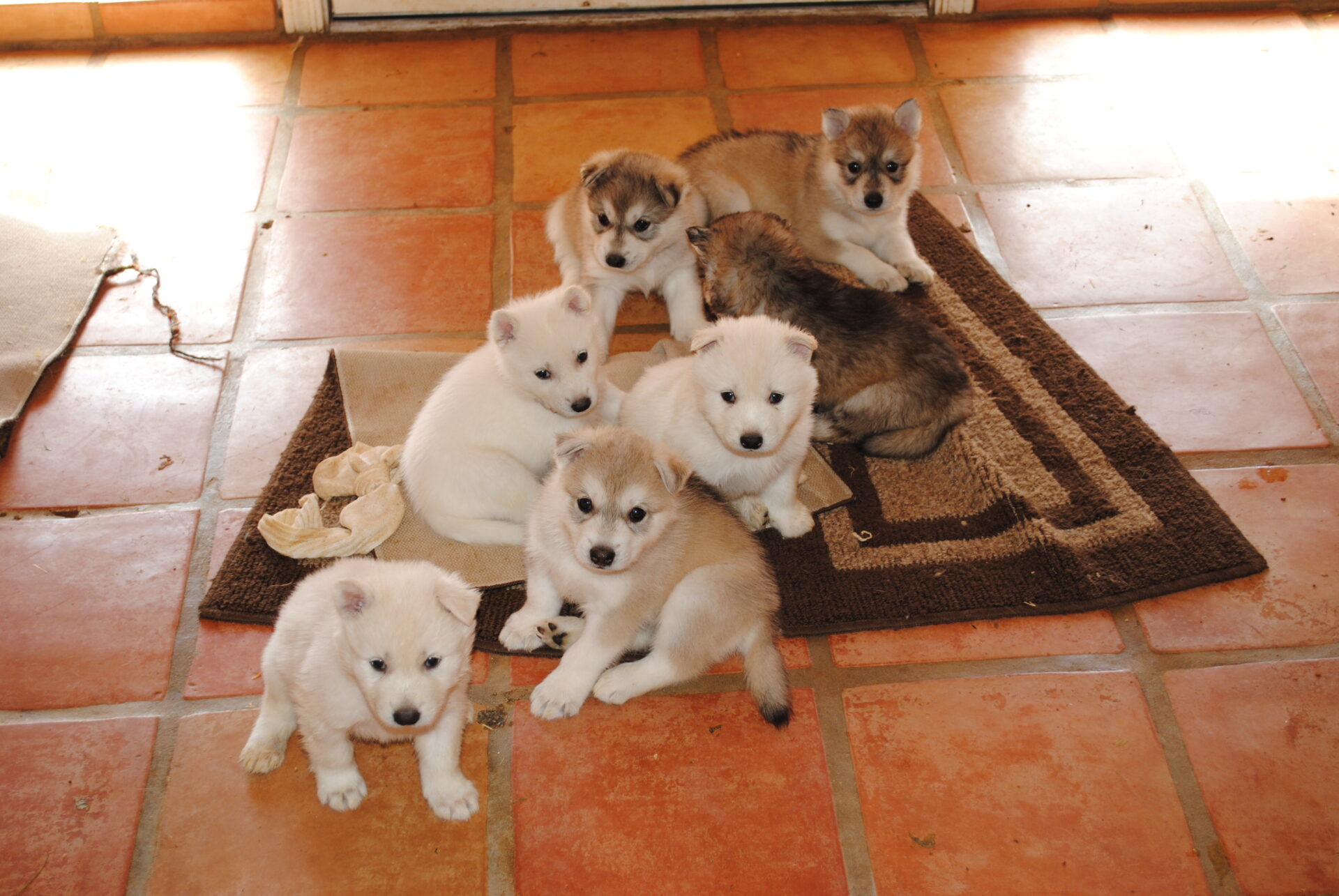 A group of puppies sitting on the floor