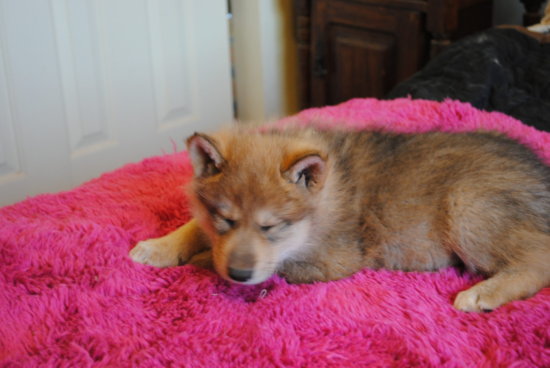 A dog laying on top of a pink blanket.