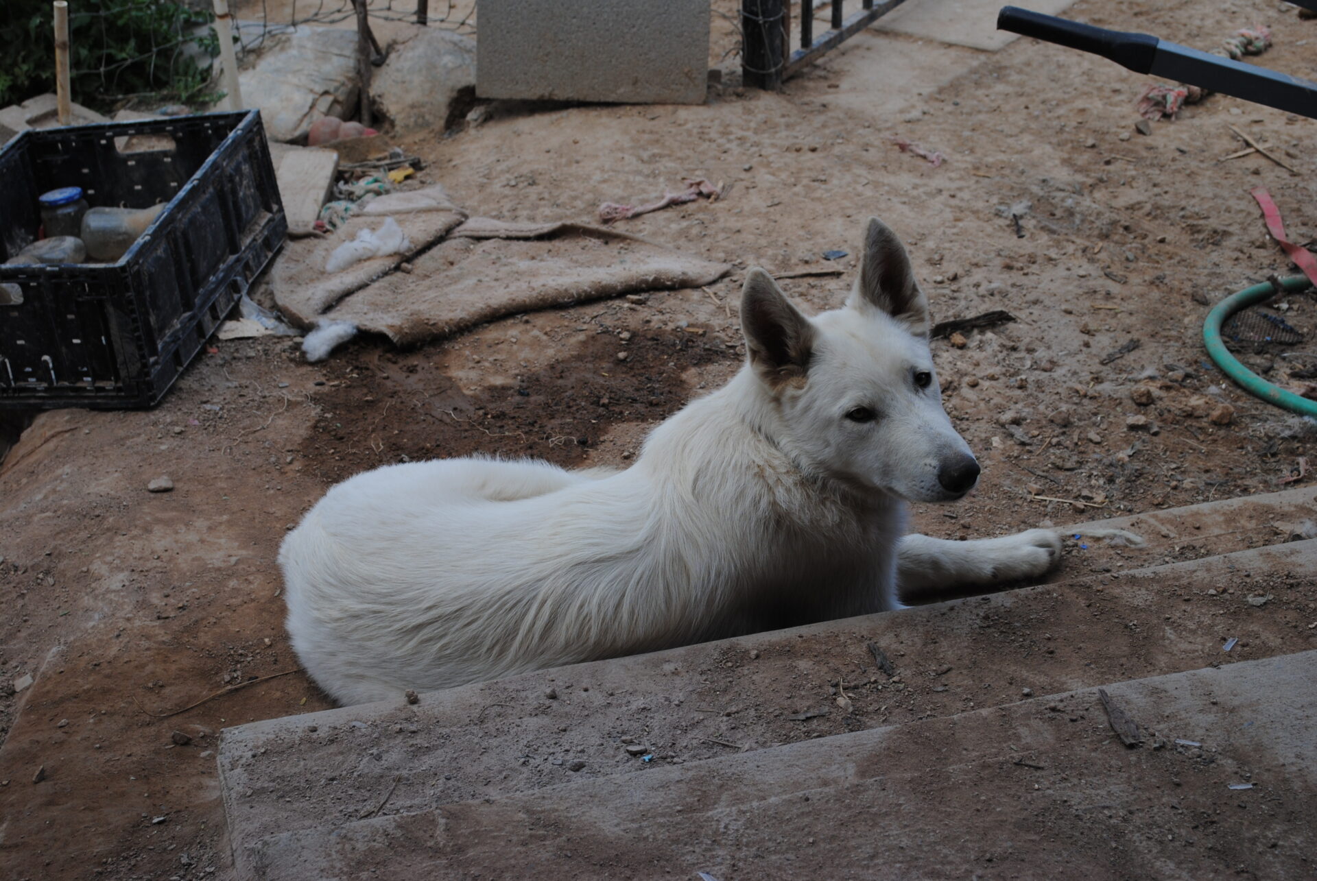 A white dog laying on the ground in dirt.