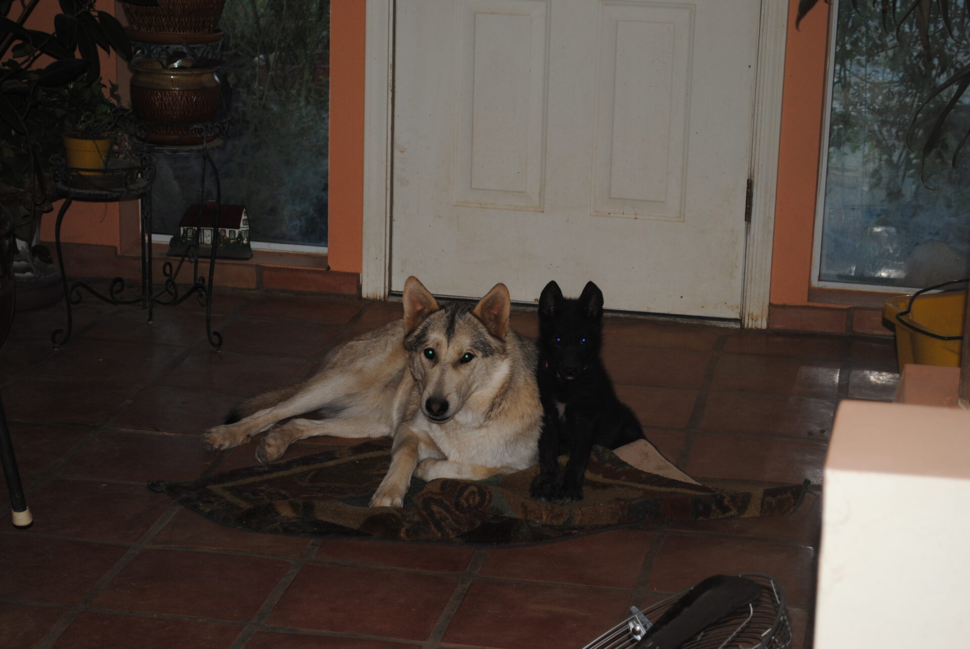 Two dogs sitting on a rug in front of a door.