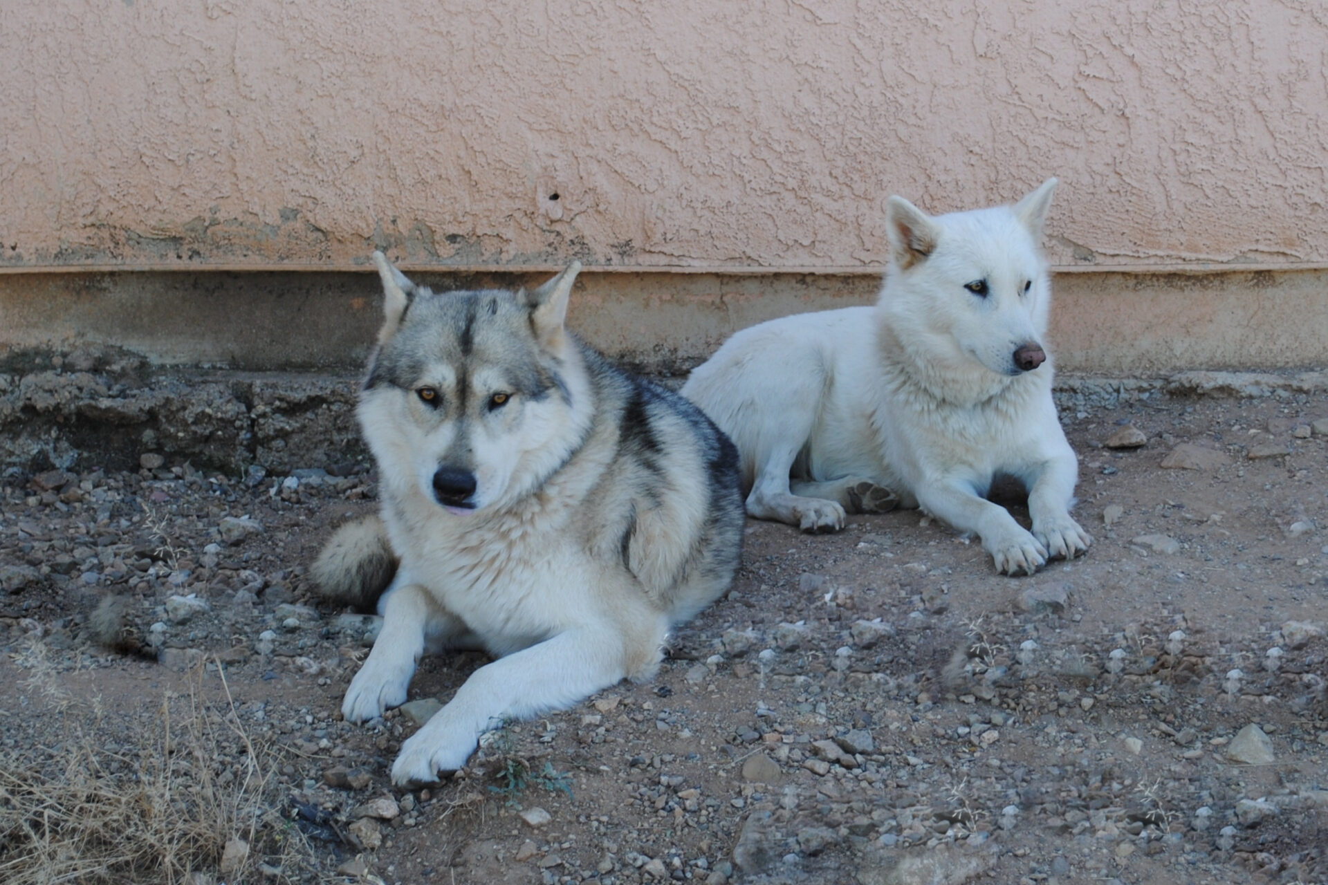 Two dogs sitting on the ground next to a wall.