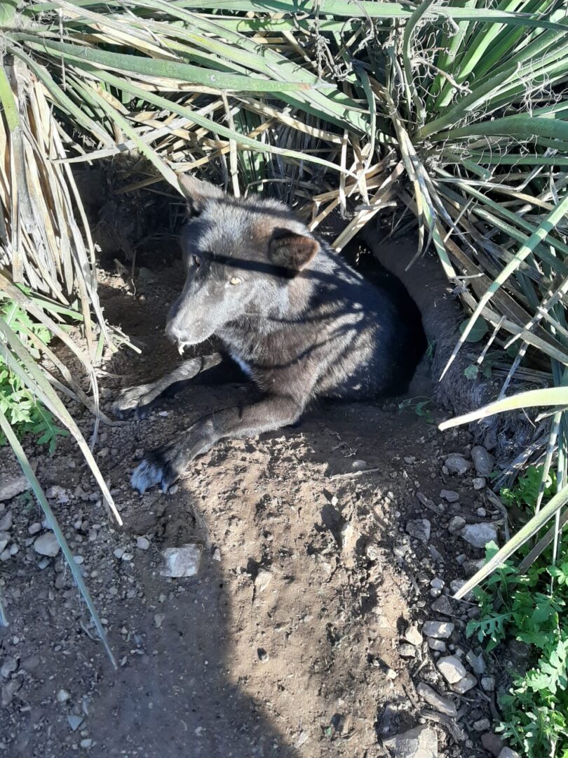 A dog laying in the dirt near some bushes