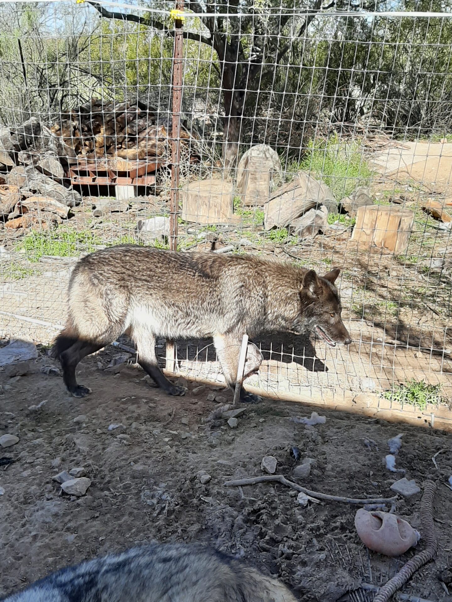 A wolf walking in the dirt near rocks.