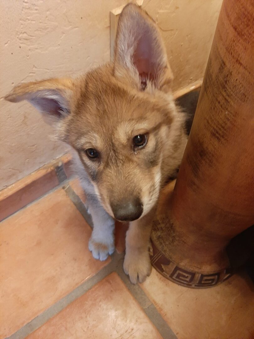 A puppy sitting on the floor looking at something