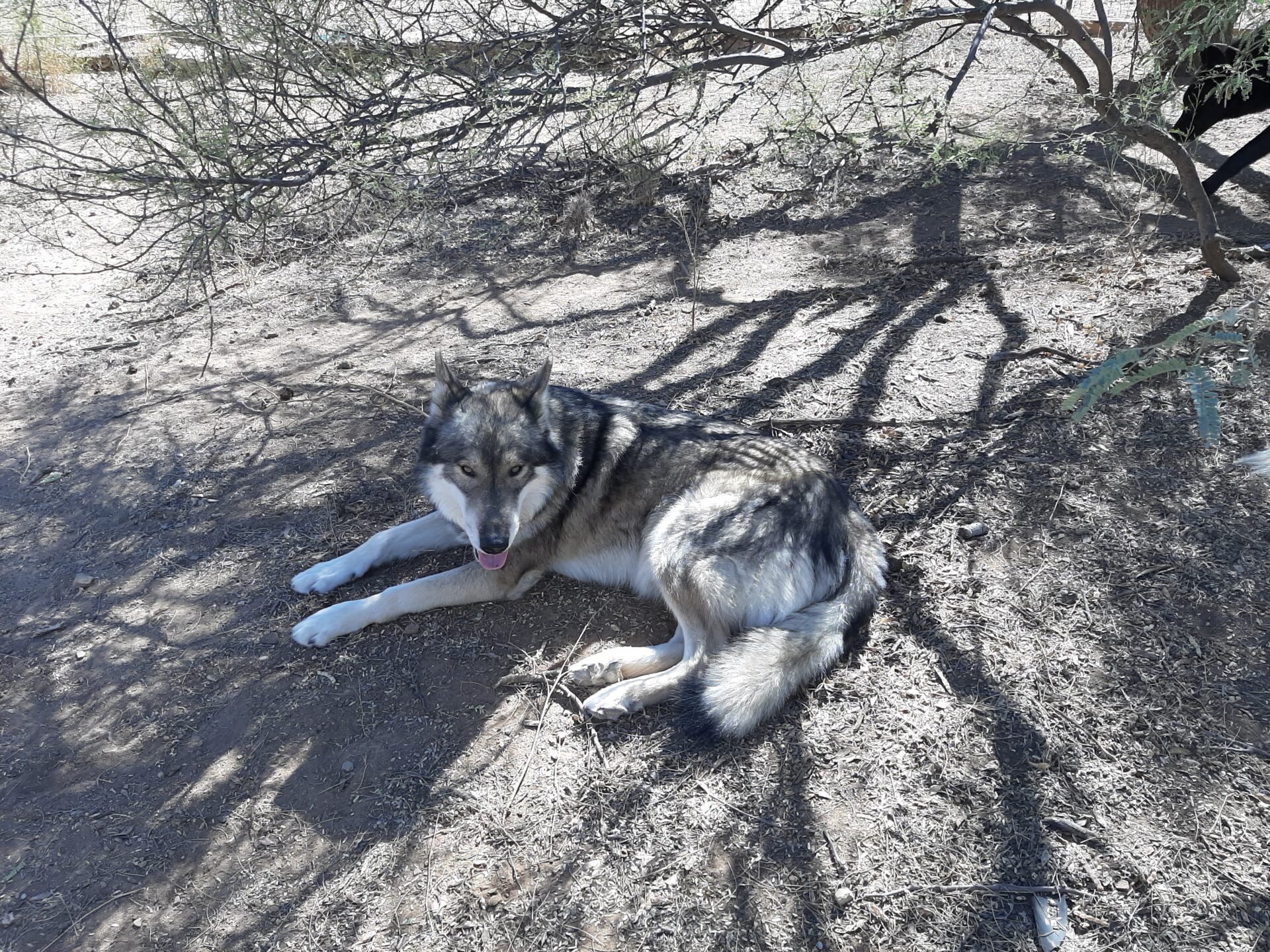 A dog laying on the ground in front of some trees