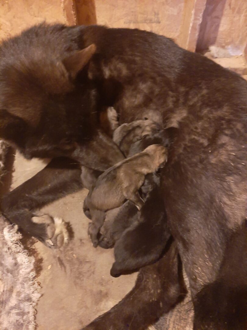 A dog is laying down with its head on another dog.