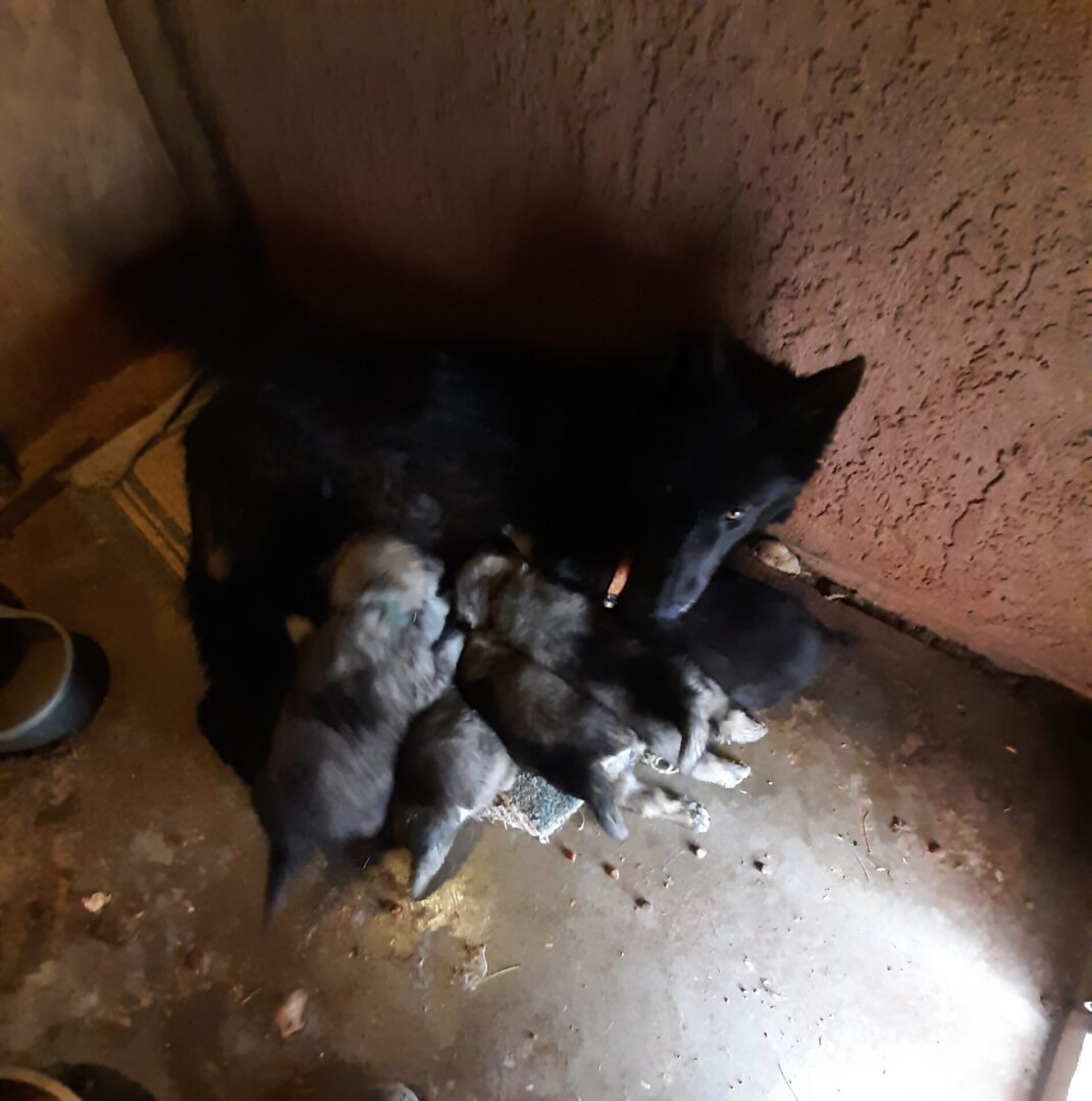 A cat and her kittens are sitting in the corner of a room.