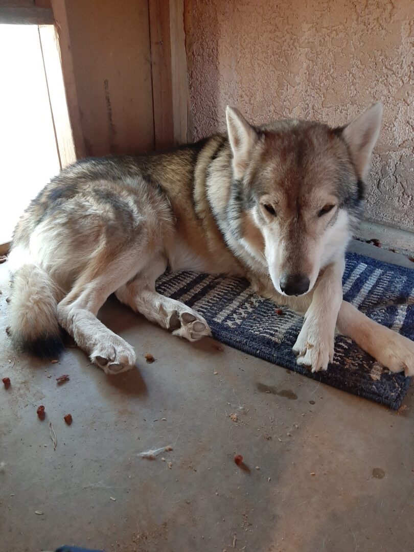 A dog laying on the floor next to a door.