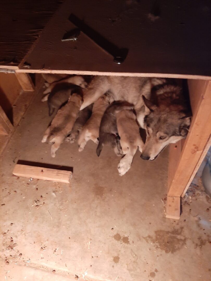 A group of dogs in a room under a table.