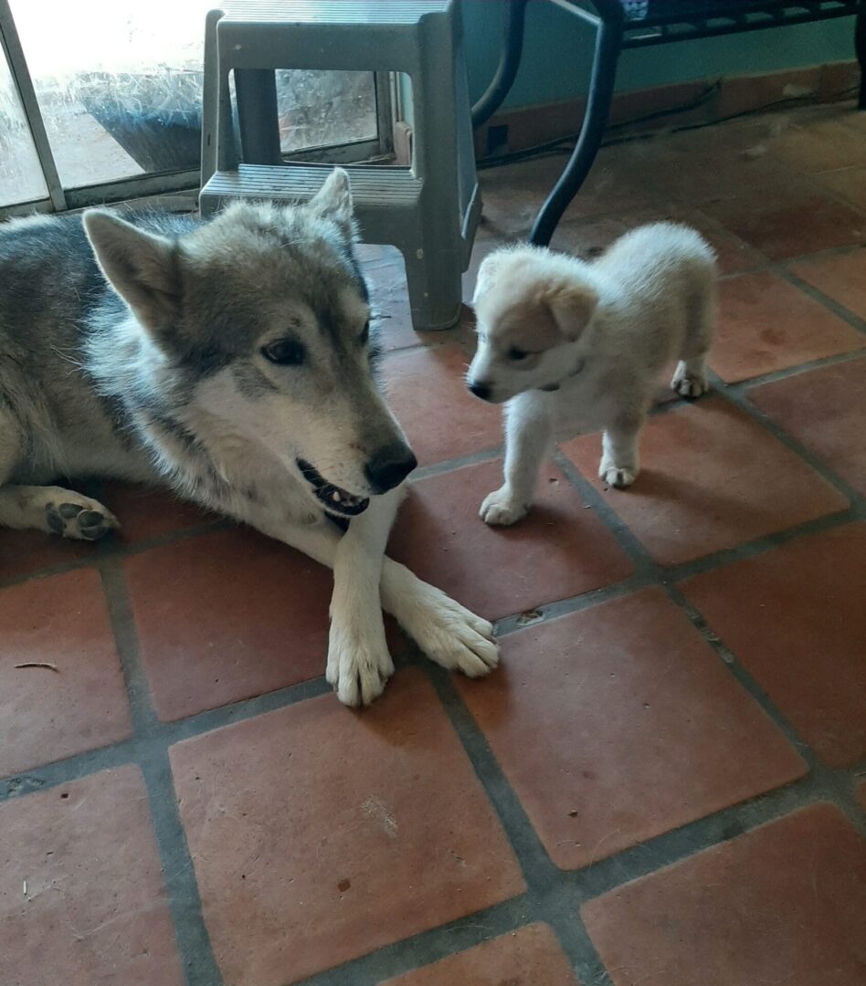 A dog and its puppy are sitting on the floor.