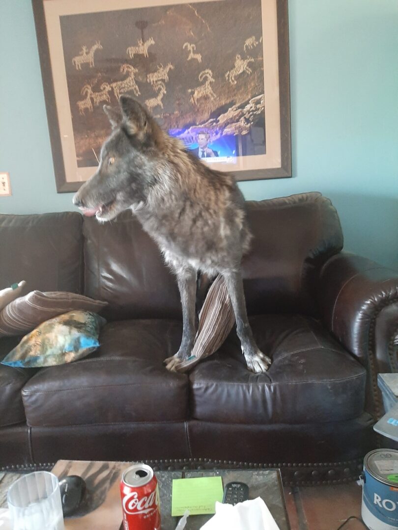 A dog standing on the back of a couch