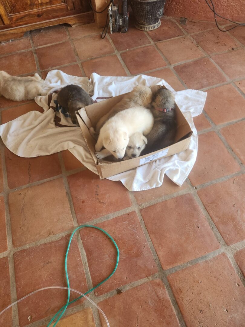 Two cats are sitting in a box on the floor.