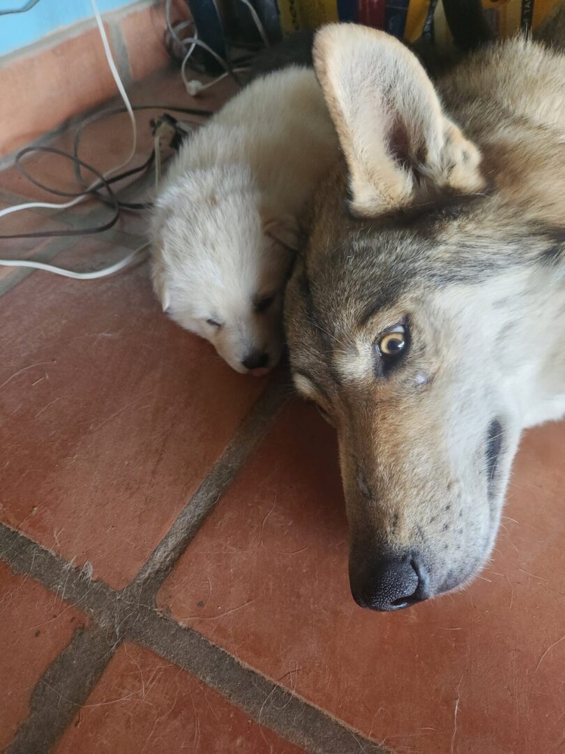 A dog laying on the floor with its head down.