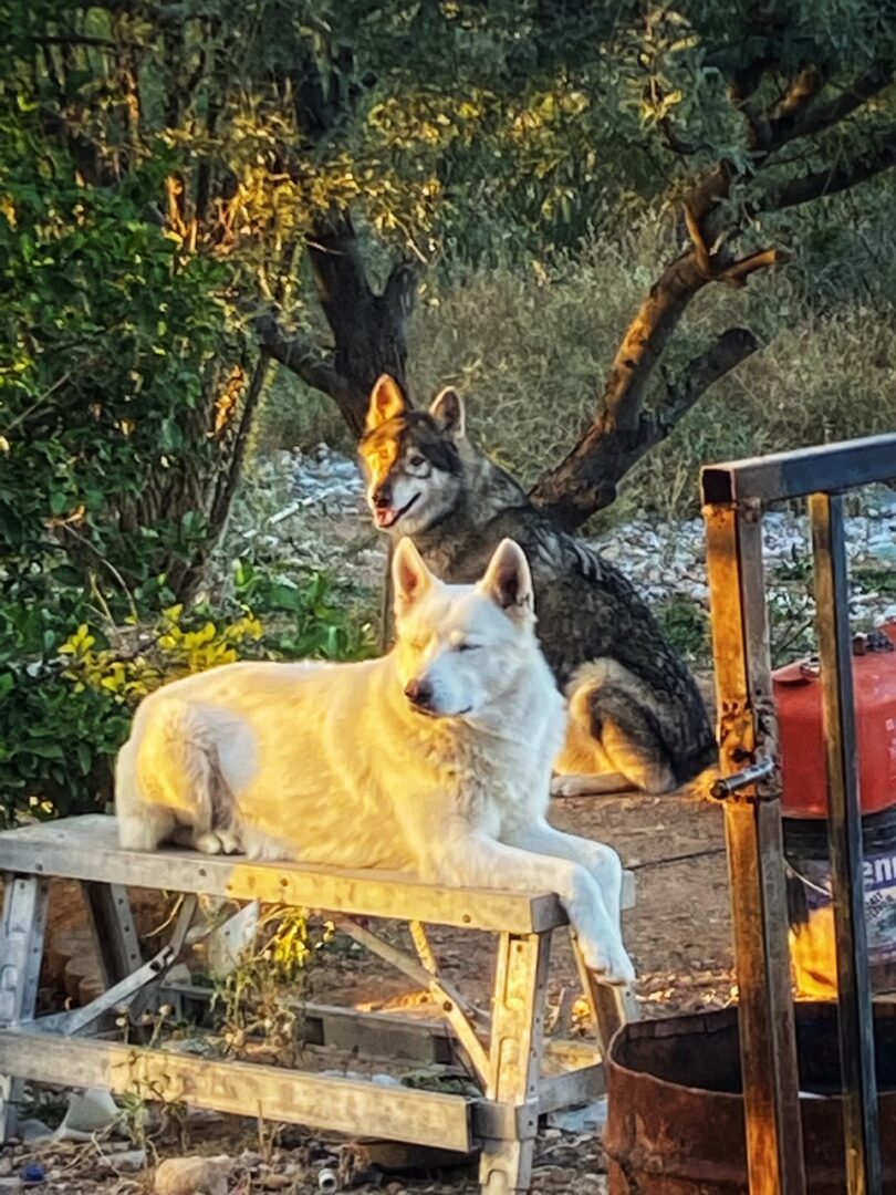 A dog sitting on top of a wooden bench.