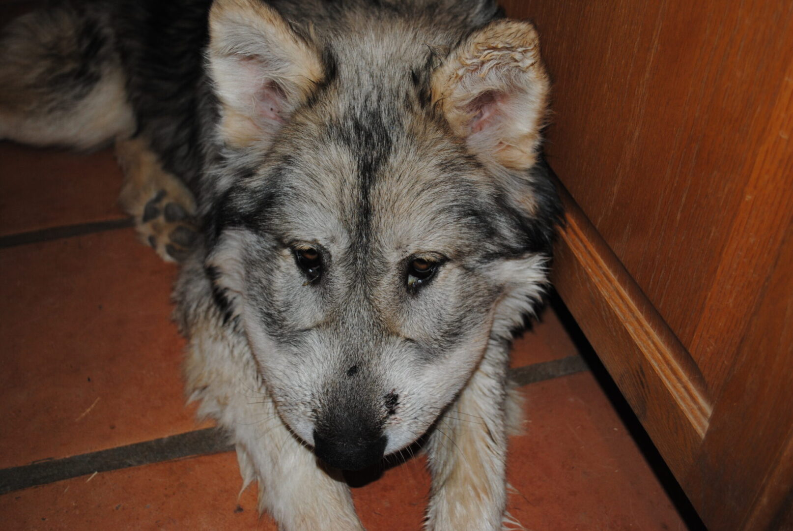 A dog is sitting on the floor looking at something.