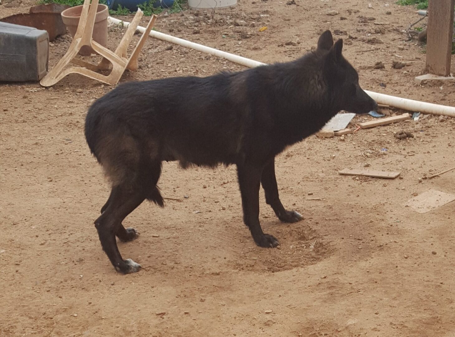 A black dog is standing in the dirt.