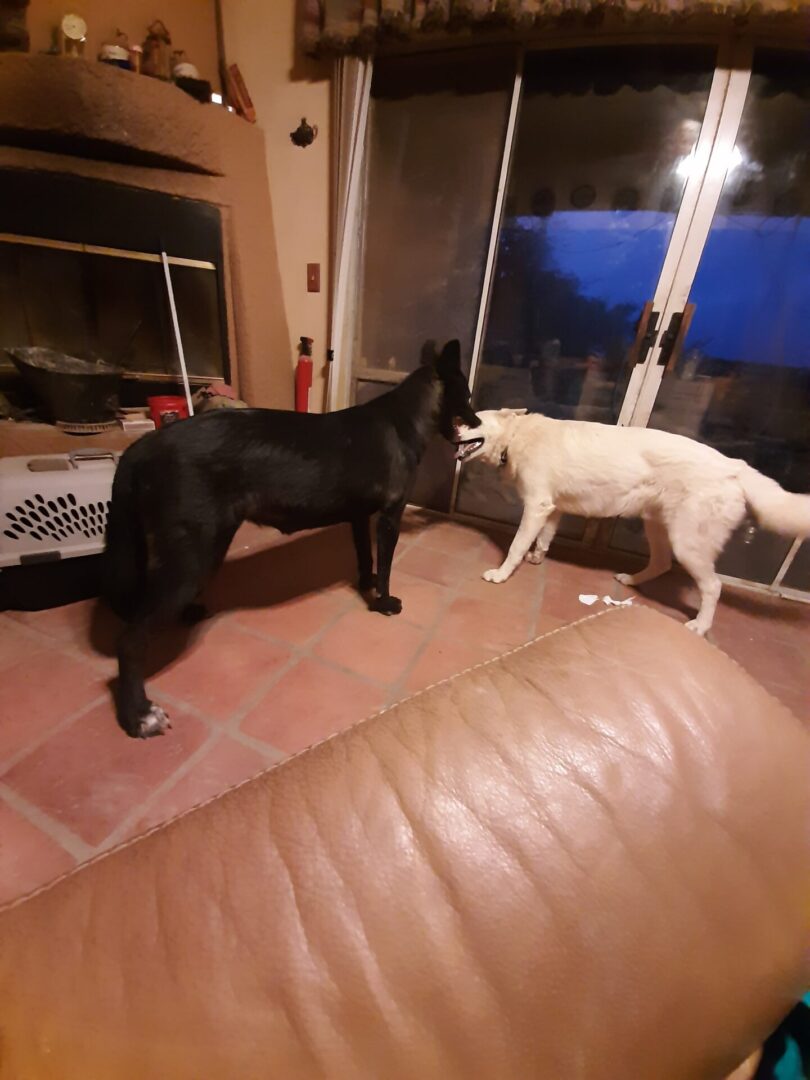 Two dogs standing next to each other on a tile floor.