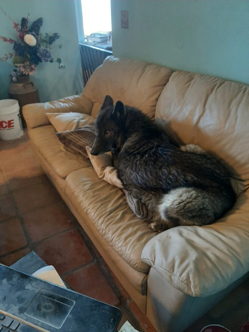 A dog is laying on the couch and sleeping