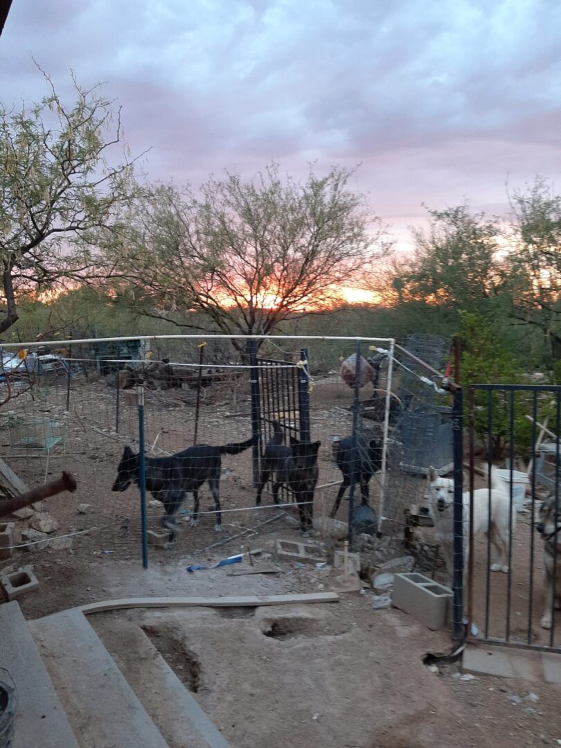 A group of horses standing in the dirt.