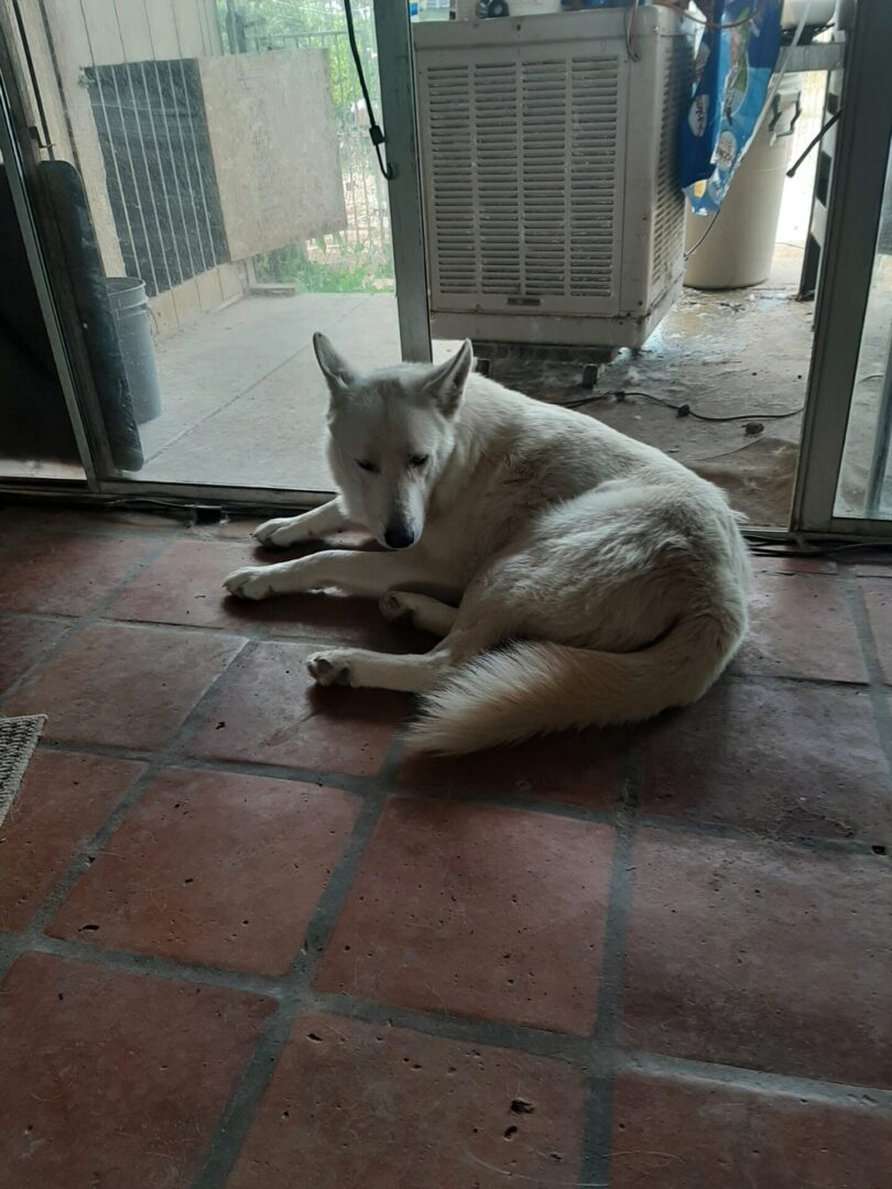 A white dog laying on the ground in front of a door.