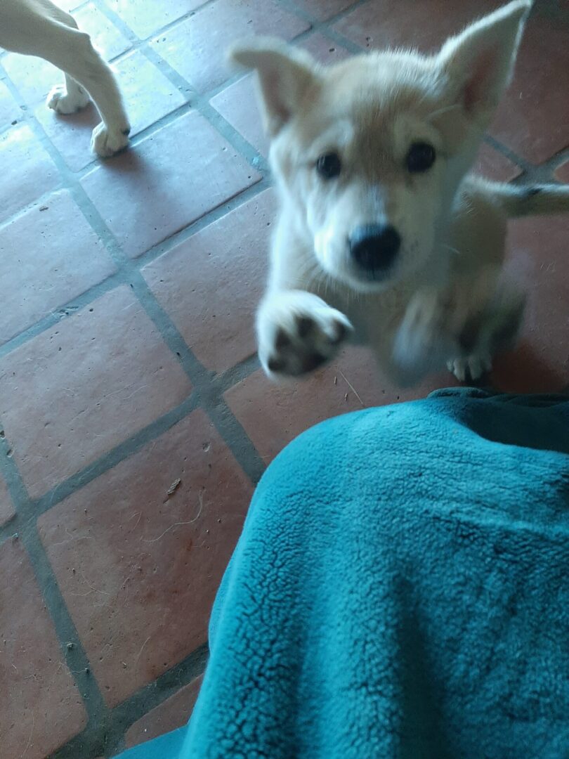 A dog is standing on its hind legs.