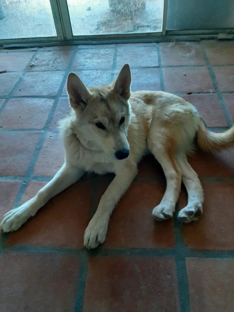 A dog laying on the floor in front of a wall.