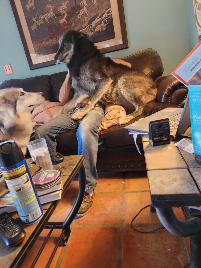 A dog sitting on the arm of a person.