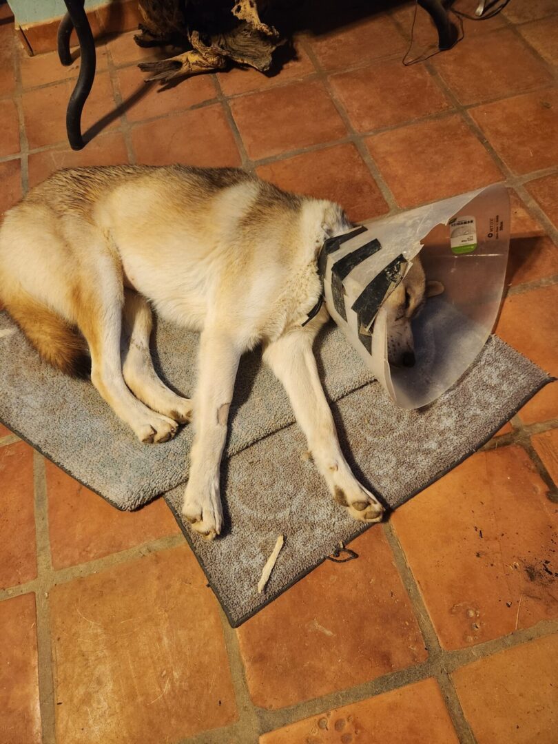 A dog with a cone on its head.