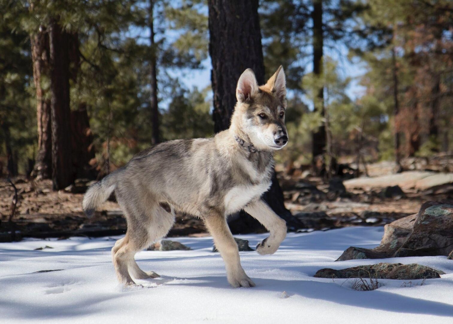 A dog is walking in the snow near some trees.