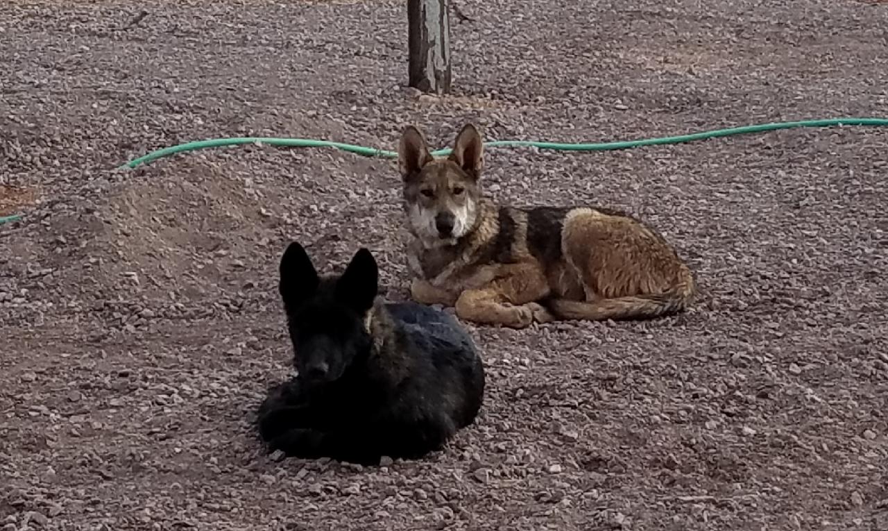 Two dogs laying on the ground in a field