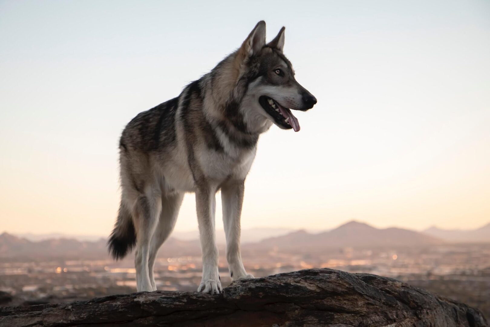 A dog standing on top of a mountain.