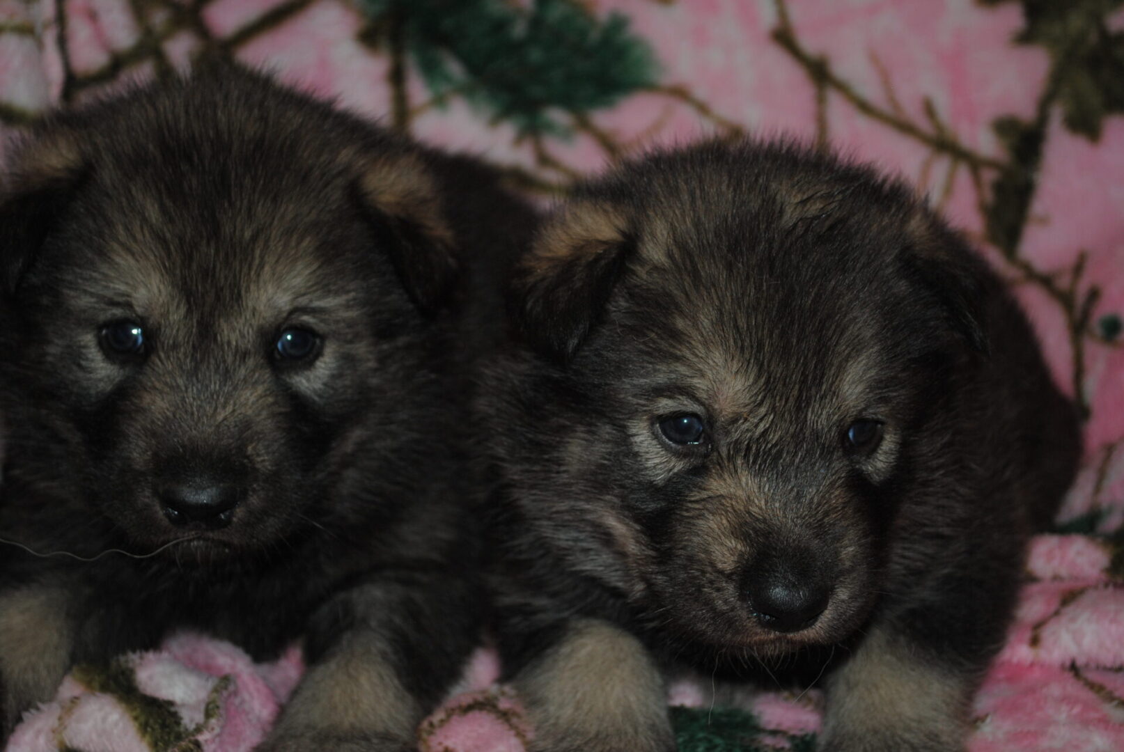 Two puppies are laying on a blanket.