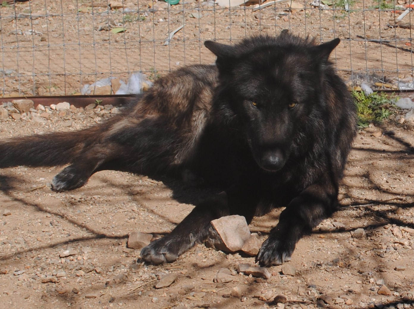 A black dog laying on the ground in dirt.