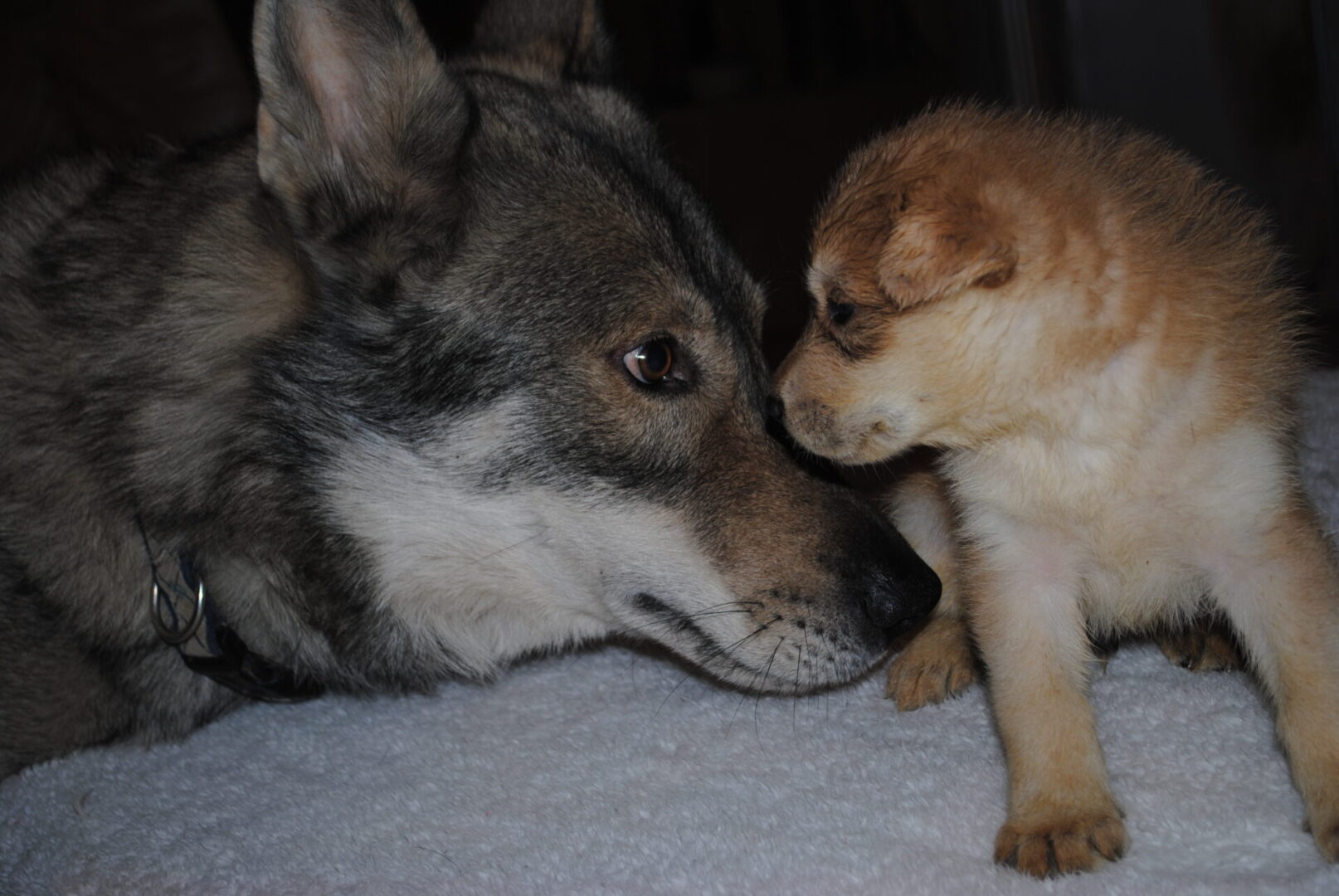 A dog and a cat are looking at each other.