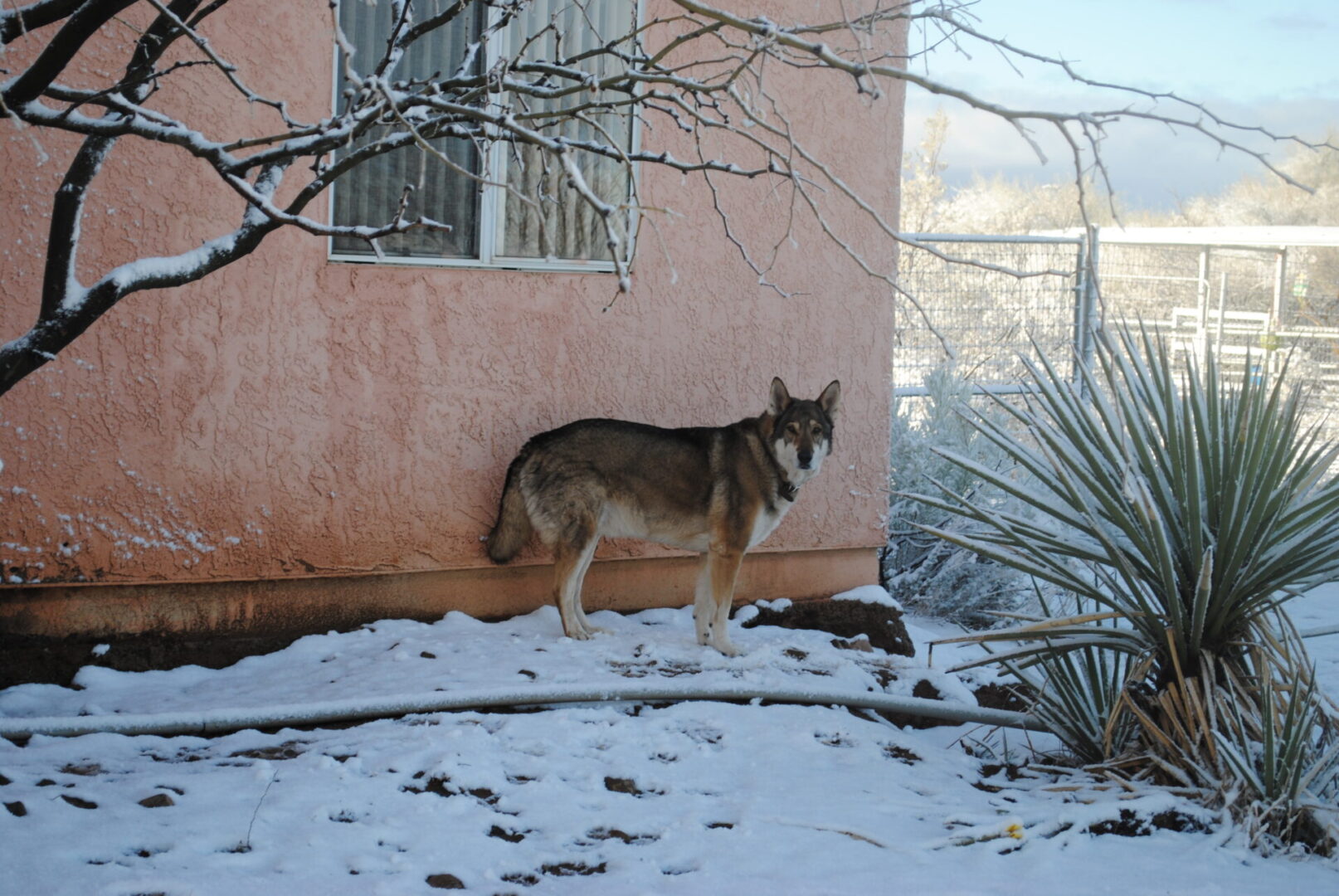 A dog standing in the snow near a building.