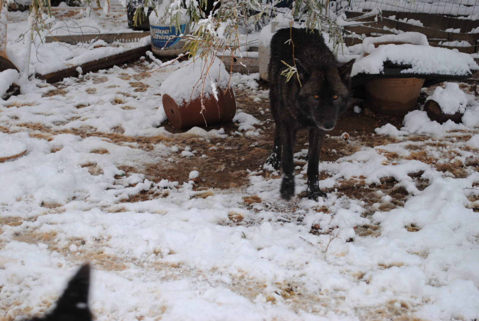 A dog standing in the snow with its head down.