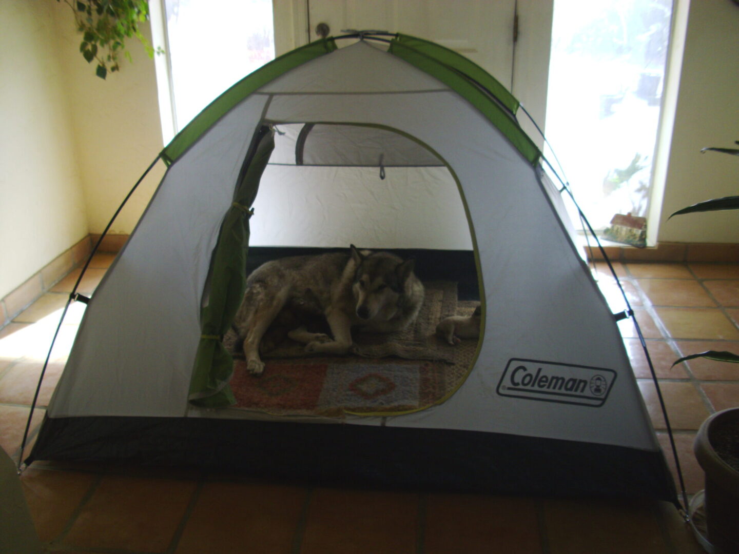 A dog sitting inside of a tent on the floor.