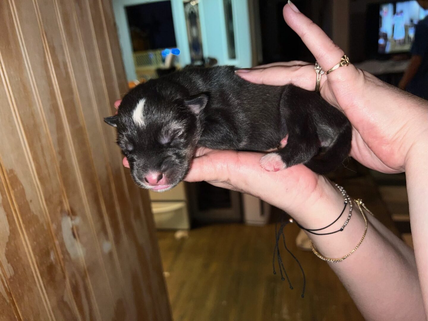 A person holding a small black dog in their hands.